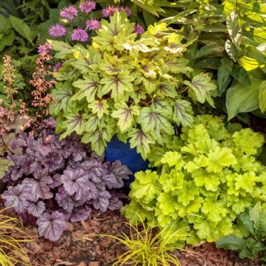colorful-foliage-plants-proven-winners_16616