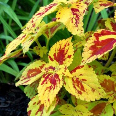 how-to-grow-coleus-1402921-04-h-0e618a16df654cbdbb3ebc030ca0c551-7c0cf206bb6744db935c1077117178fa