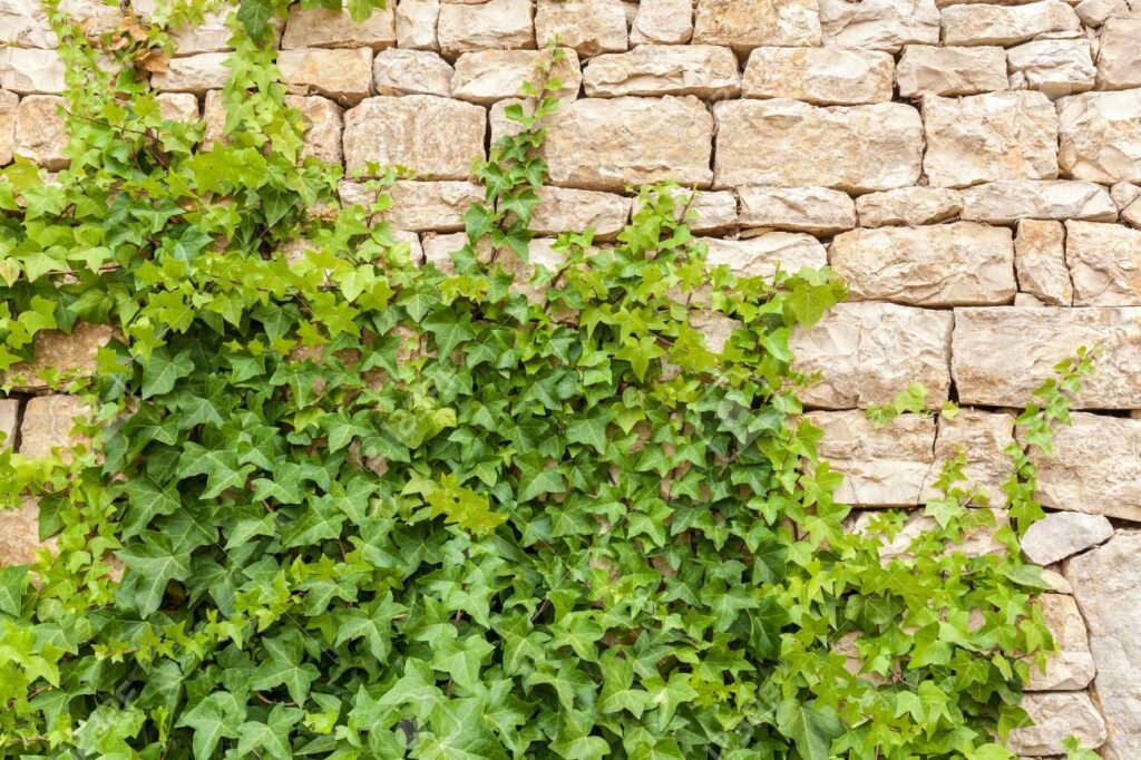 Climbers and creepers