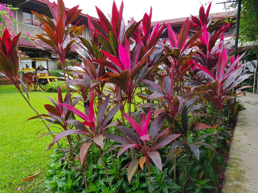 Ornamental foliage plants