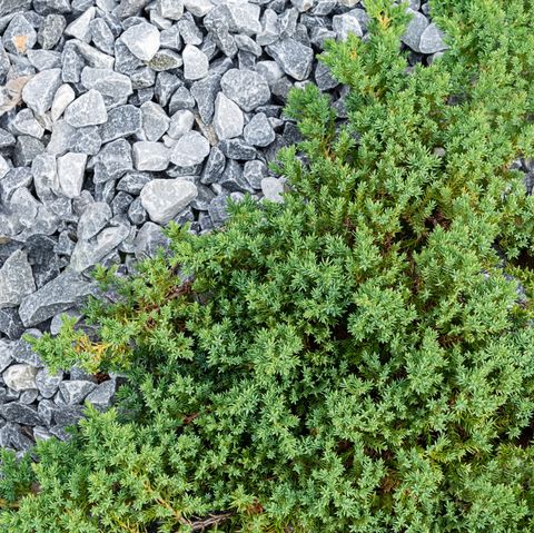 Shrubs and ground covers
