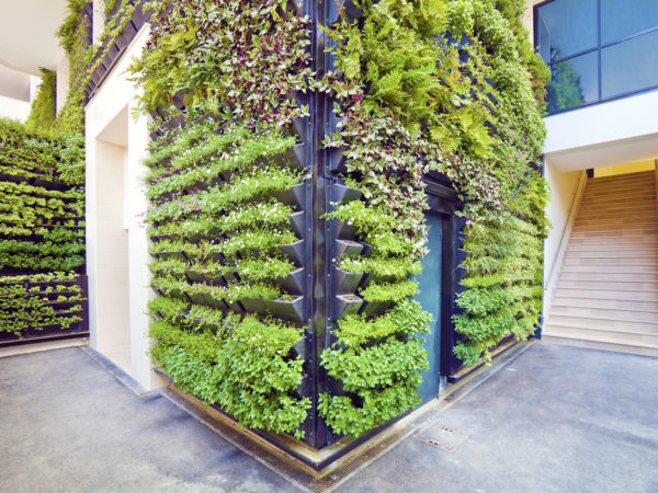 Vertical Garden or Living Walls