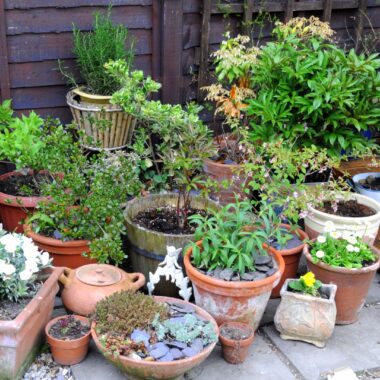 Container Gardening
Image ID:75473989
Copyright: Claire Norman