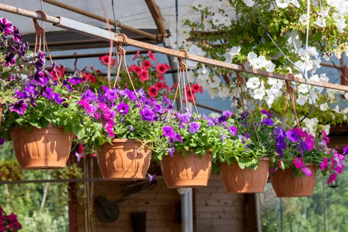 Best Flowering Plants for Indian Homes 